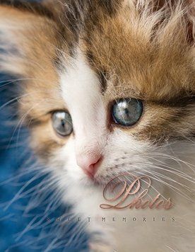 Фотоальбом UFO 10x15x200 PP-46200 Cat photo 7061949 фото